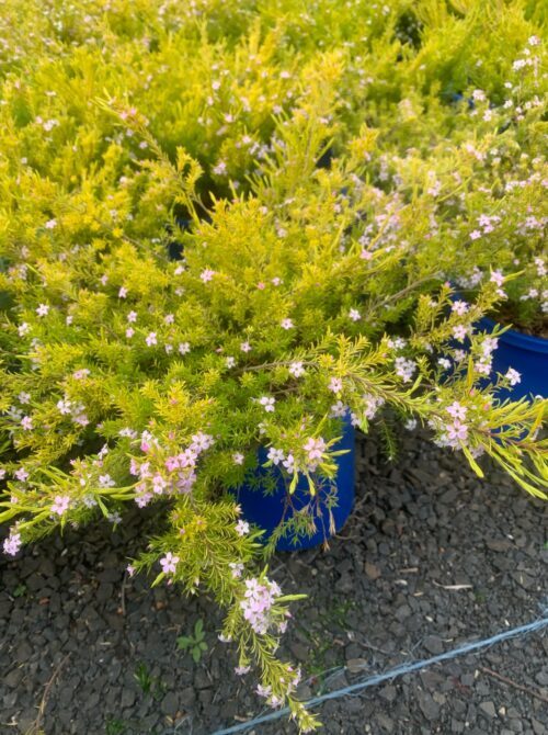 Lakeside Plants & Nursery