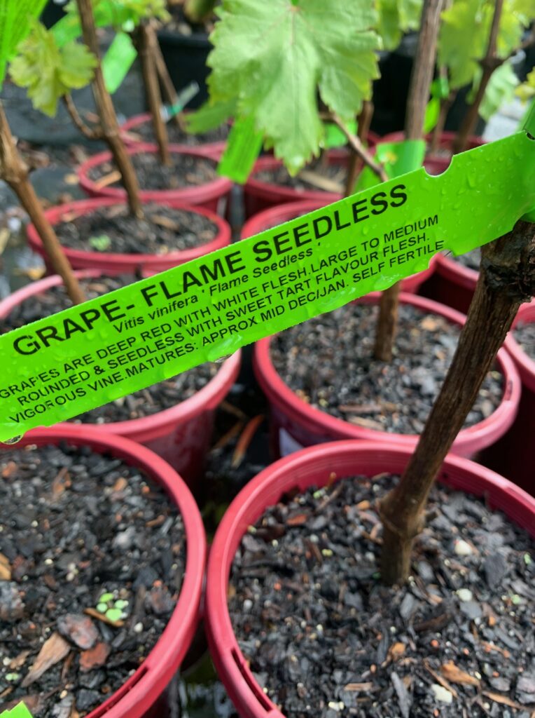 Lakeside Plants & Nursery