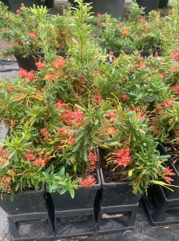 Lakeside Plants & Nursery