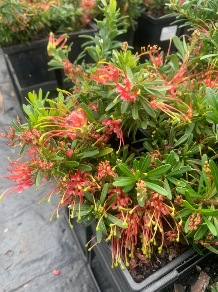 Lakeside Plants & Nursery