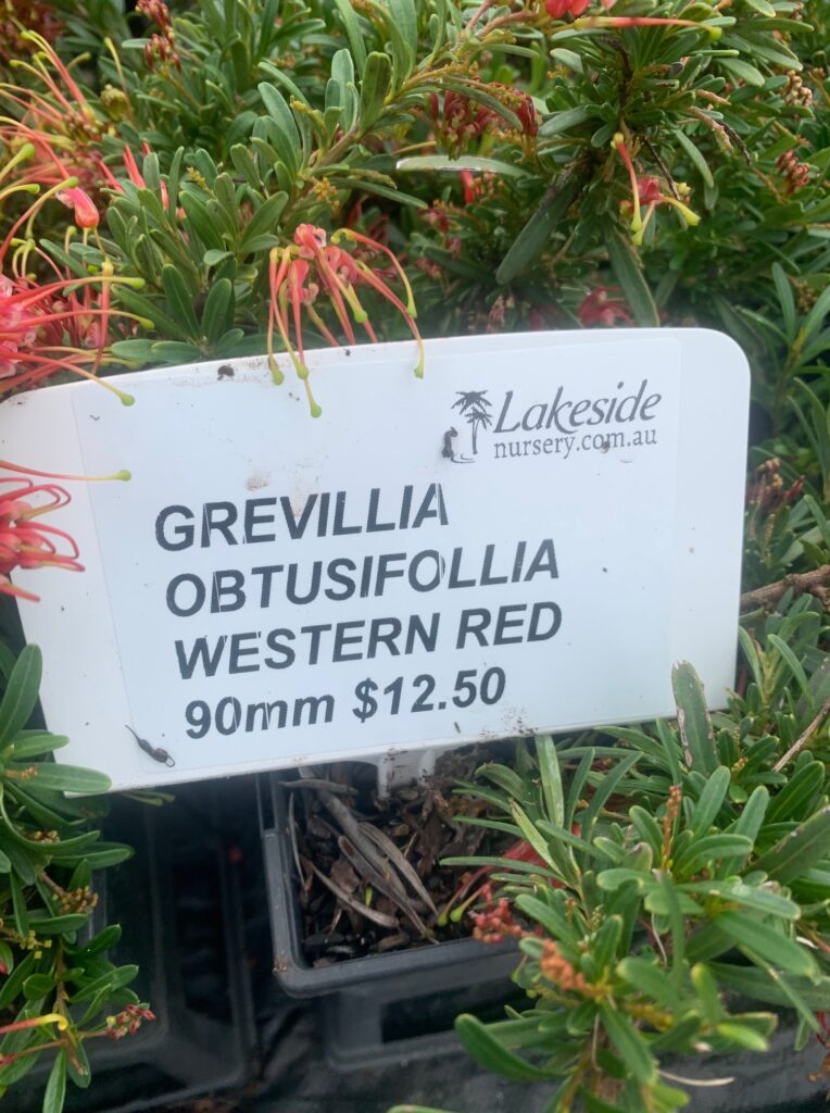 Lakeside Plants & Nursery