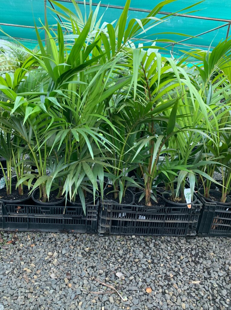 Lakeside Plants & Nursery