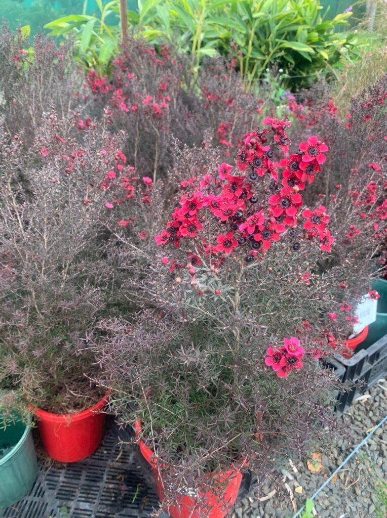 Lakeside Plants & Nursery