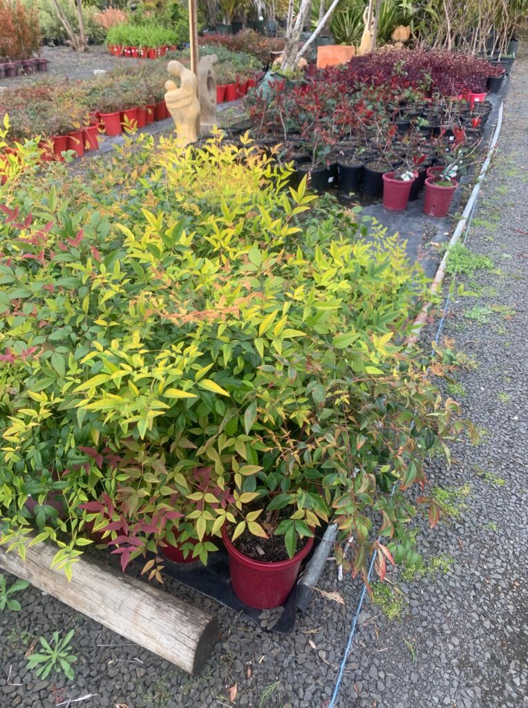 Lakeside Plants & Nursery