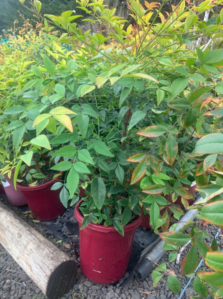 Lakeside Plants & Nursery