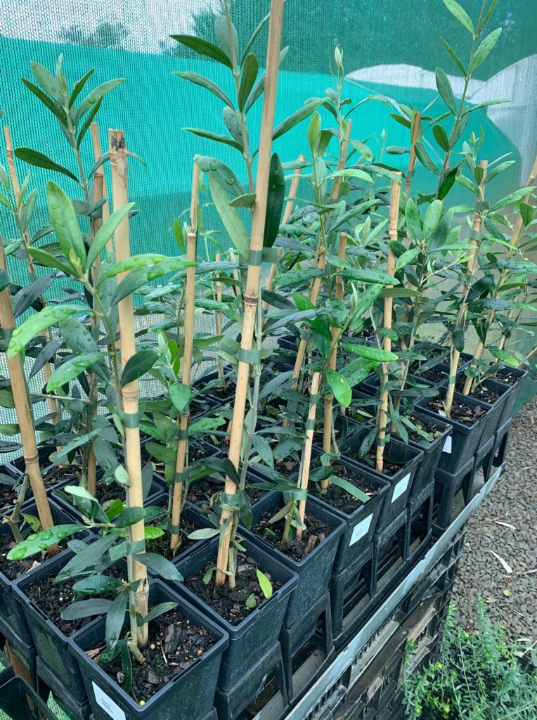 Lakeside Plants & Nursery