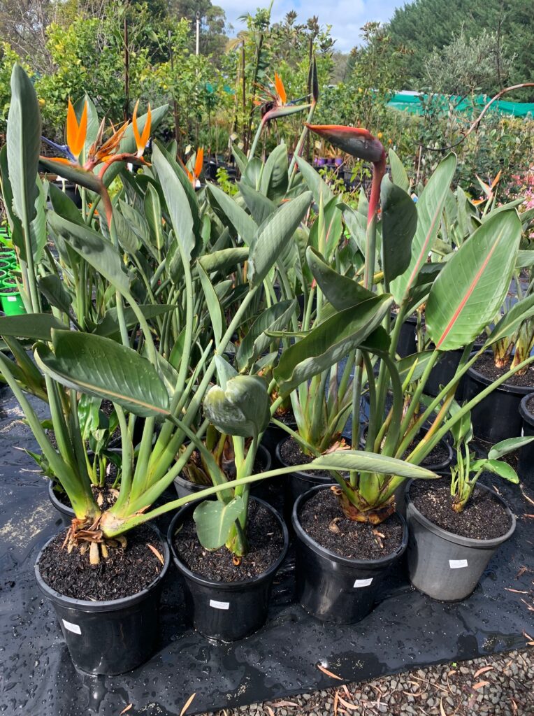 Lakeside Plants & Nursery
