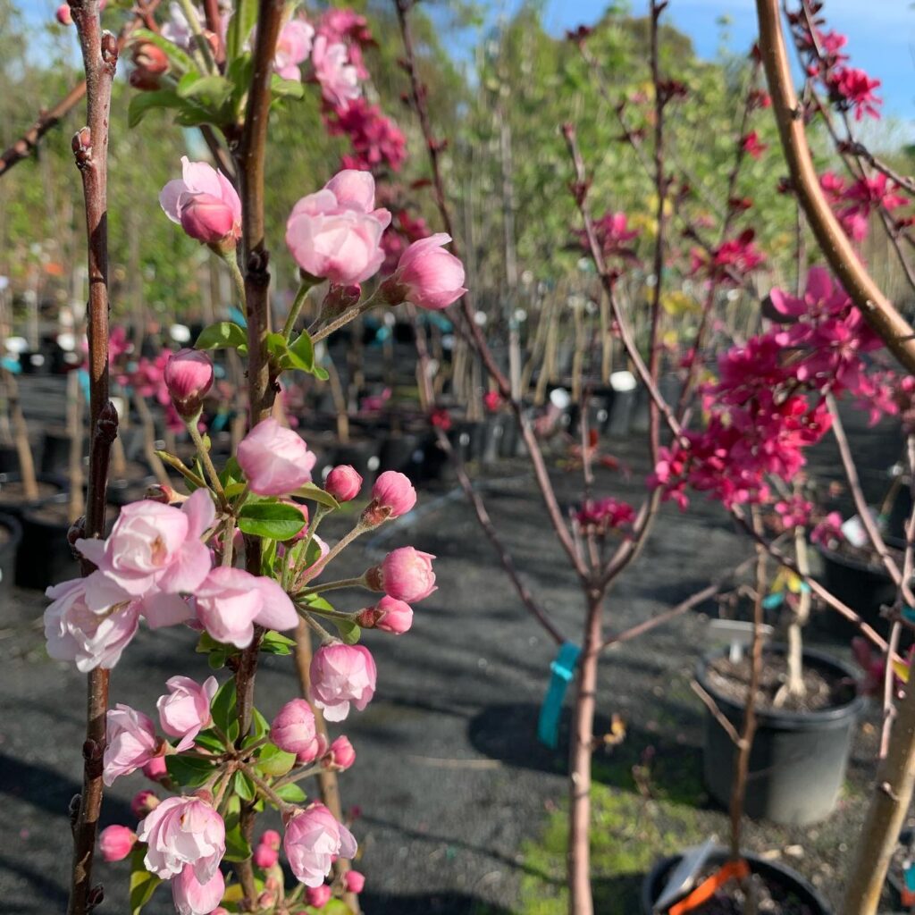 Lakeside Plants & Nursery