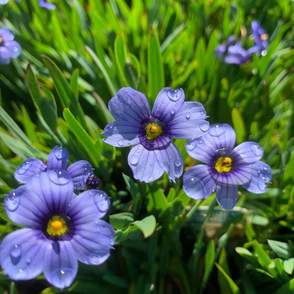 Lakeside Plants & Nursery