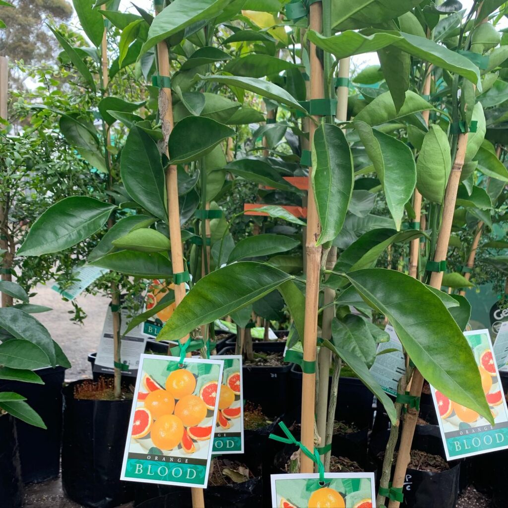 Lakeside Plants & Nursery