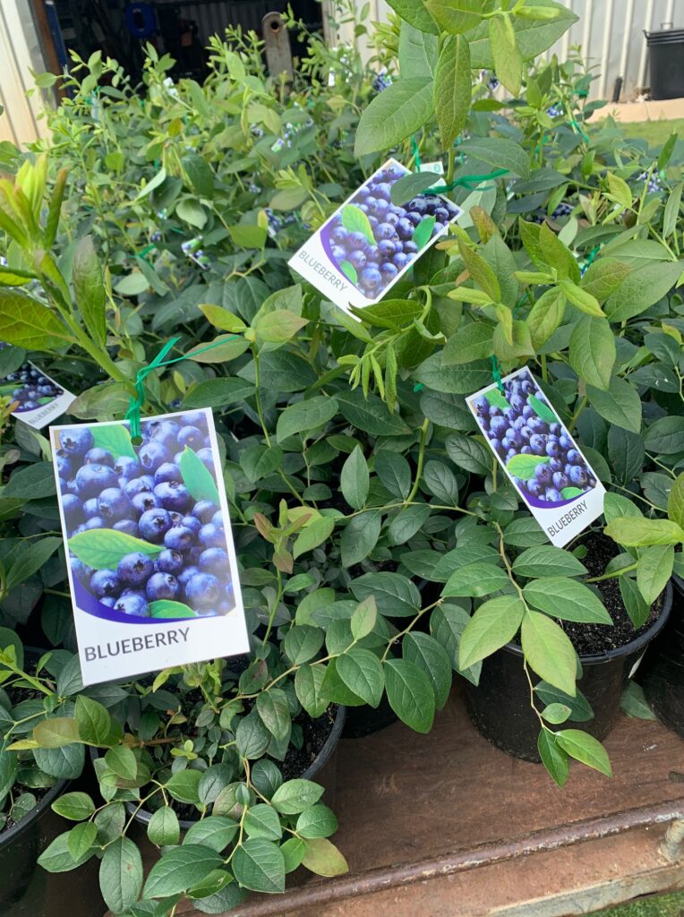 Lakeside Plants & Nursery