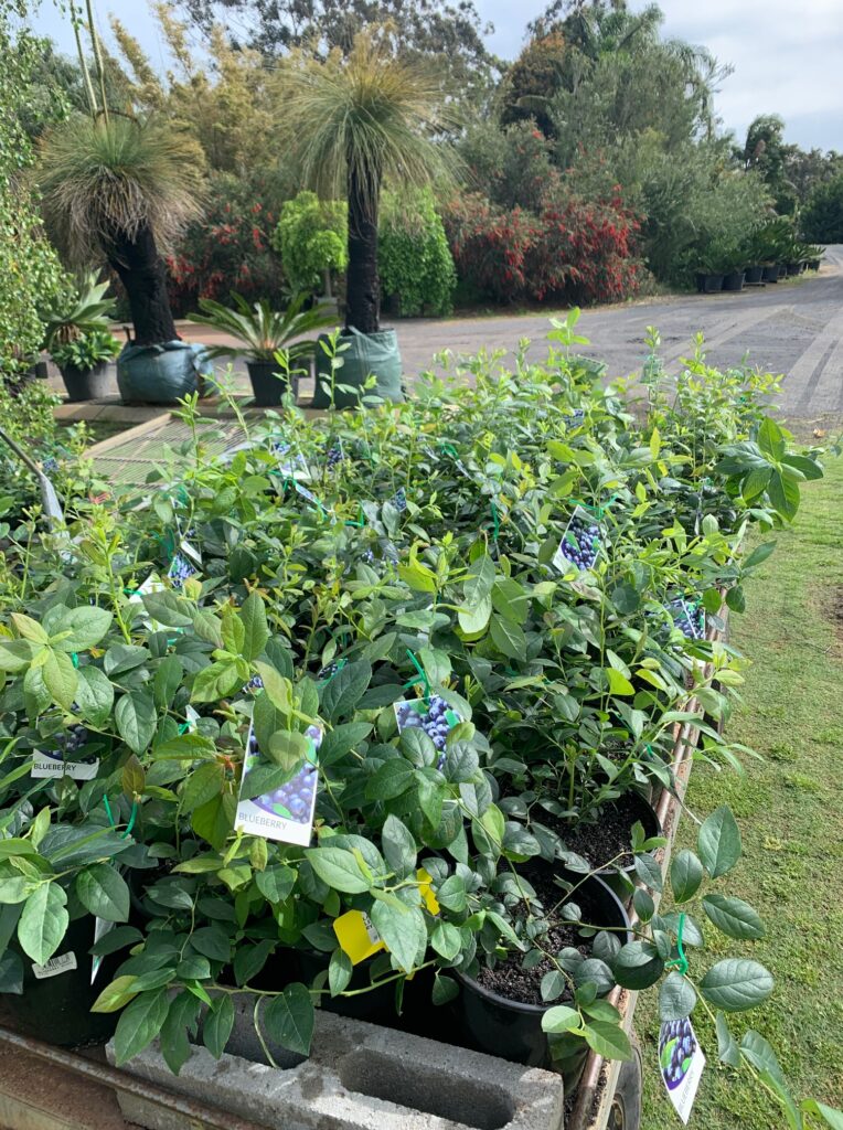 Lakeside Plants & Nursery