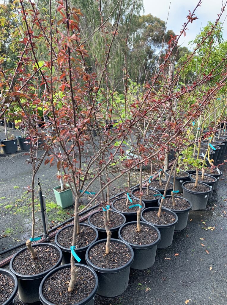 Lakeside Plants & Nursery