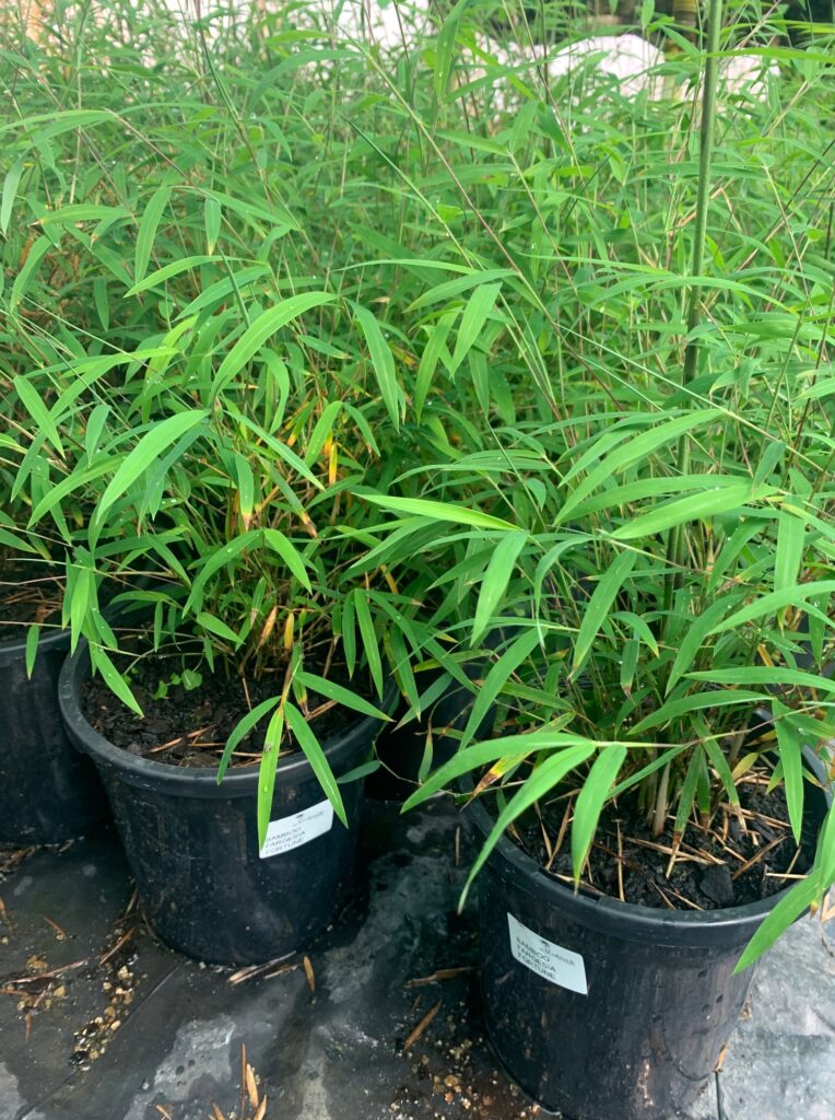 Lakeside Plants & Nursery