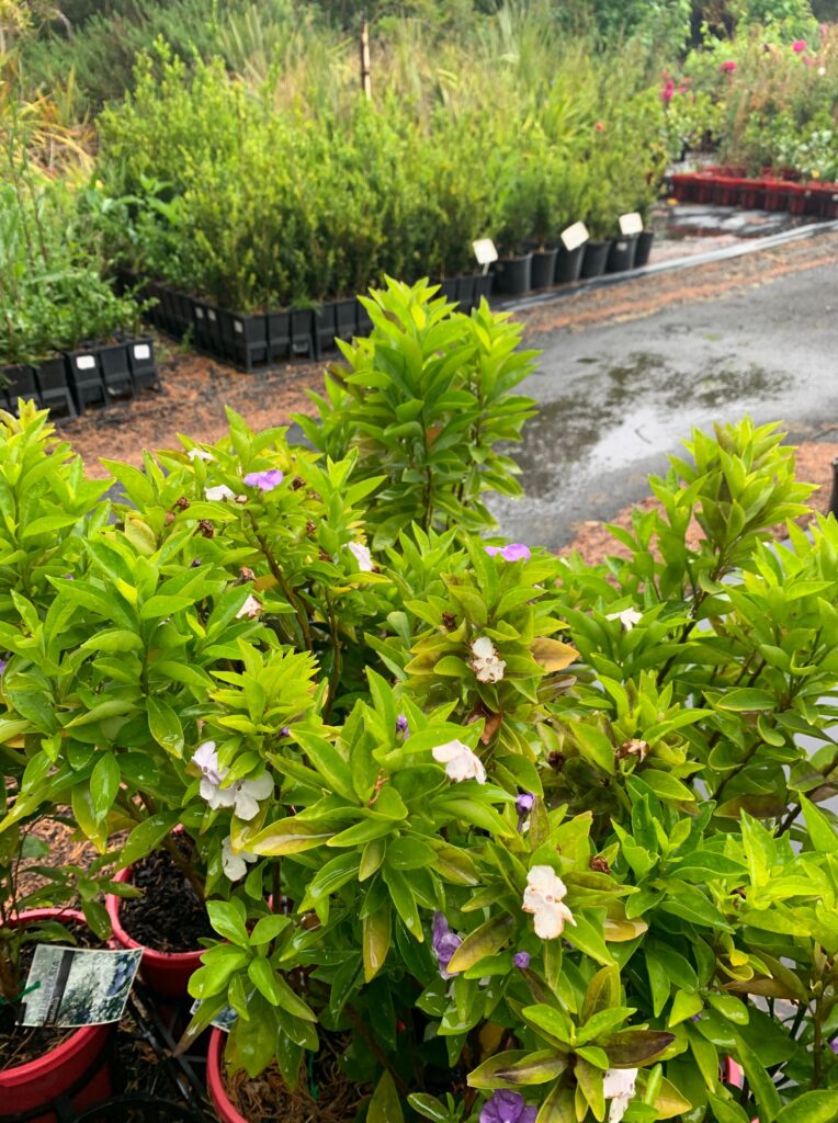 Lakeside Plants & Nursery