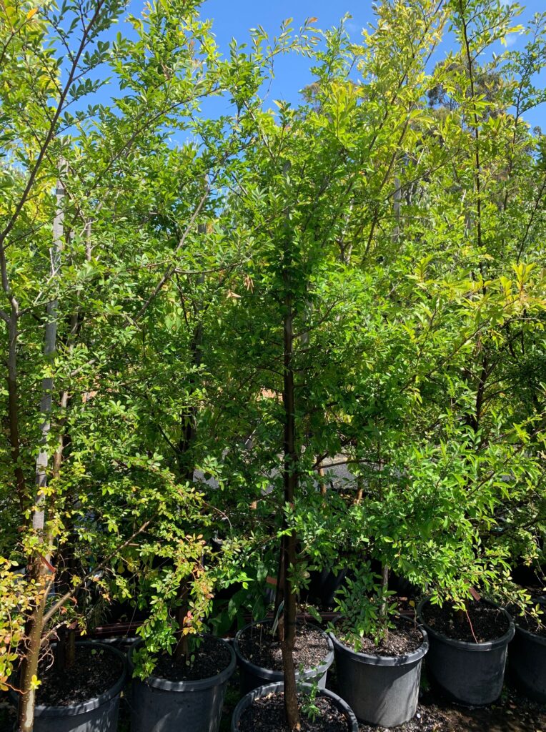Lakeside Plants & Nursery