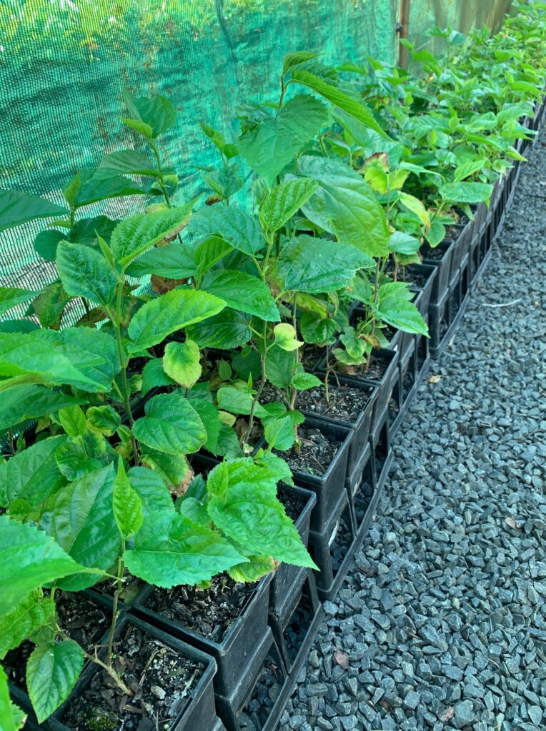 Lakeside Plants & Nursery