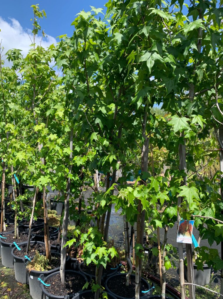 Lakeside Plants & Nursery