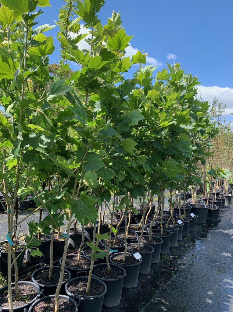 Lakeside Plants & Nursery