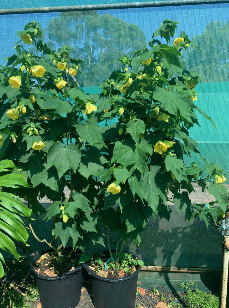 Lakeside Plants & Nursery