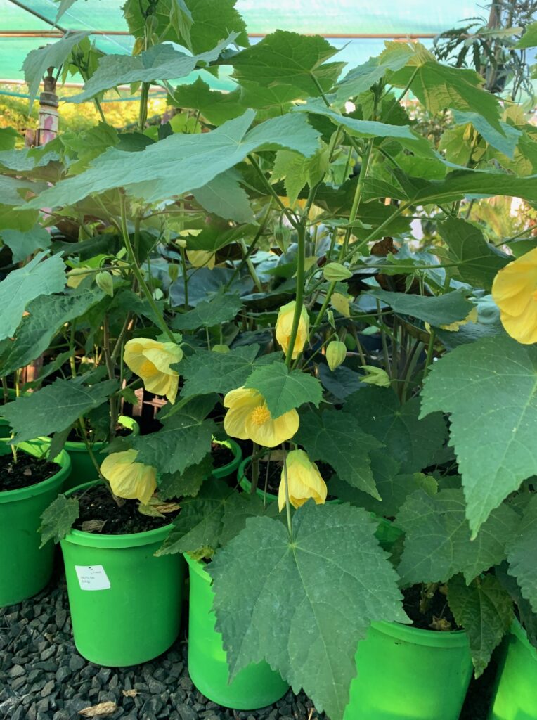 Lakeside Plants & Nursery