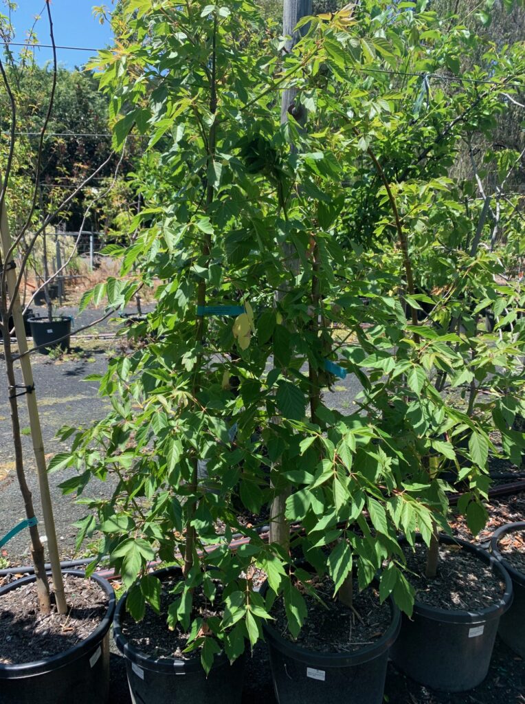 Lakeside Plants & Nursery