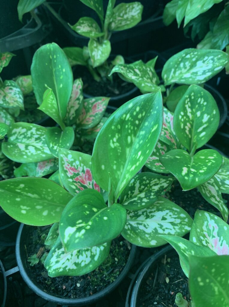 Lakeside Plants & Nursery