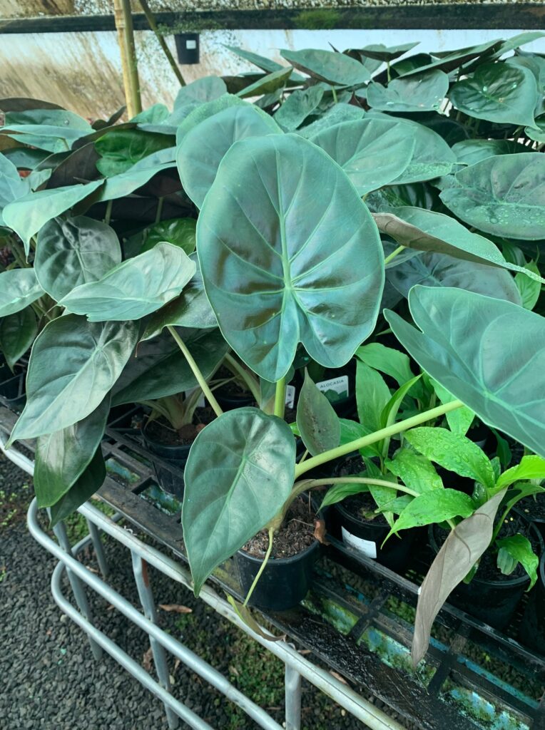 Lakeside Plants & Nursery