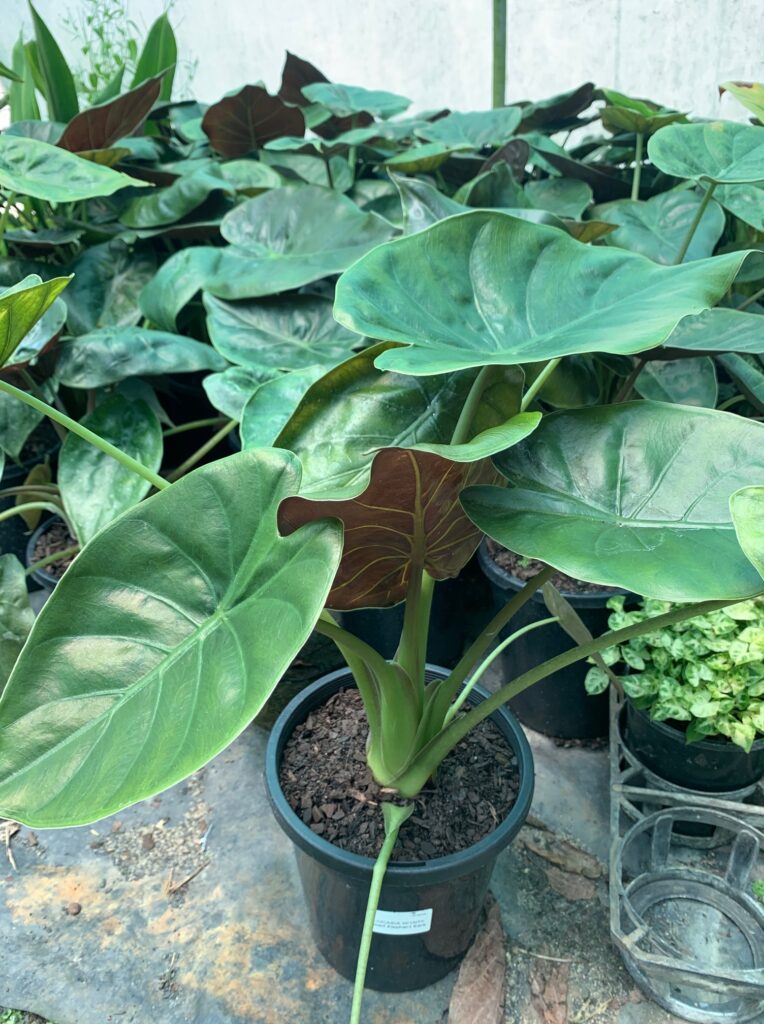 Lakeside Plants & Nursery