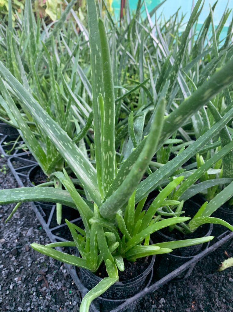 Lakeside Plants & Nursery