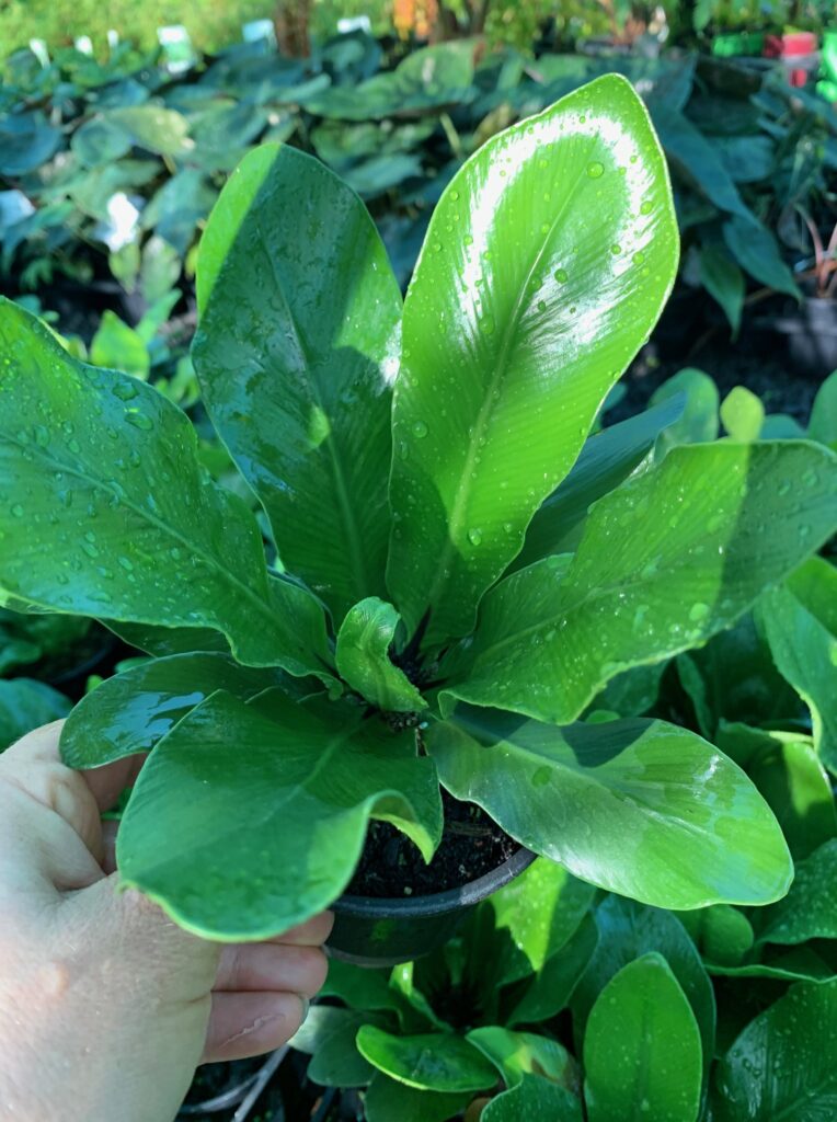 Lakeside Plants & Nursery