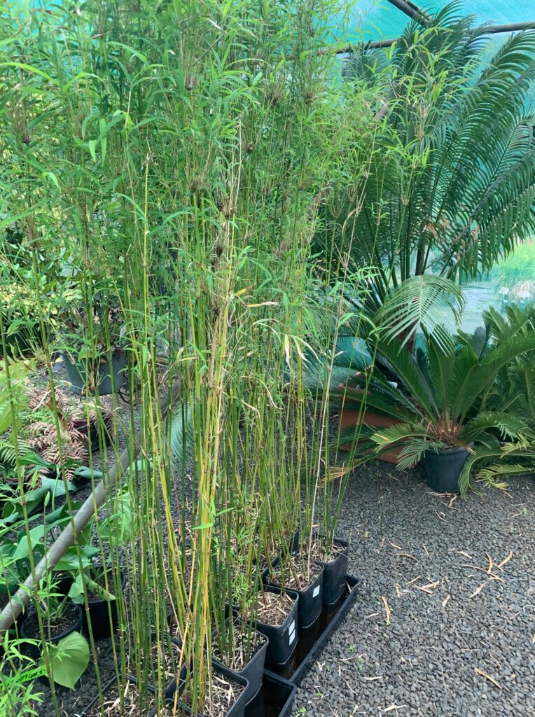 Lakeside Plants & Nursery