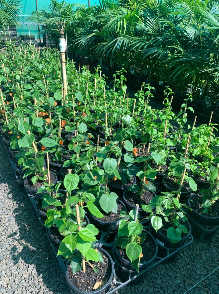 Lakeside Plants & Nursery