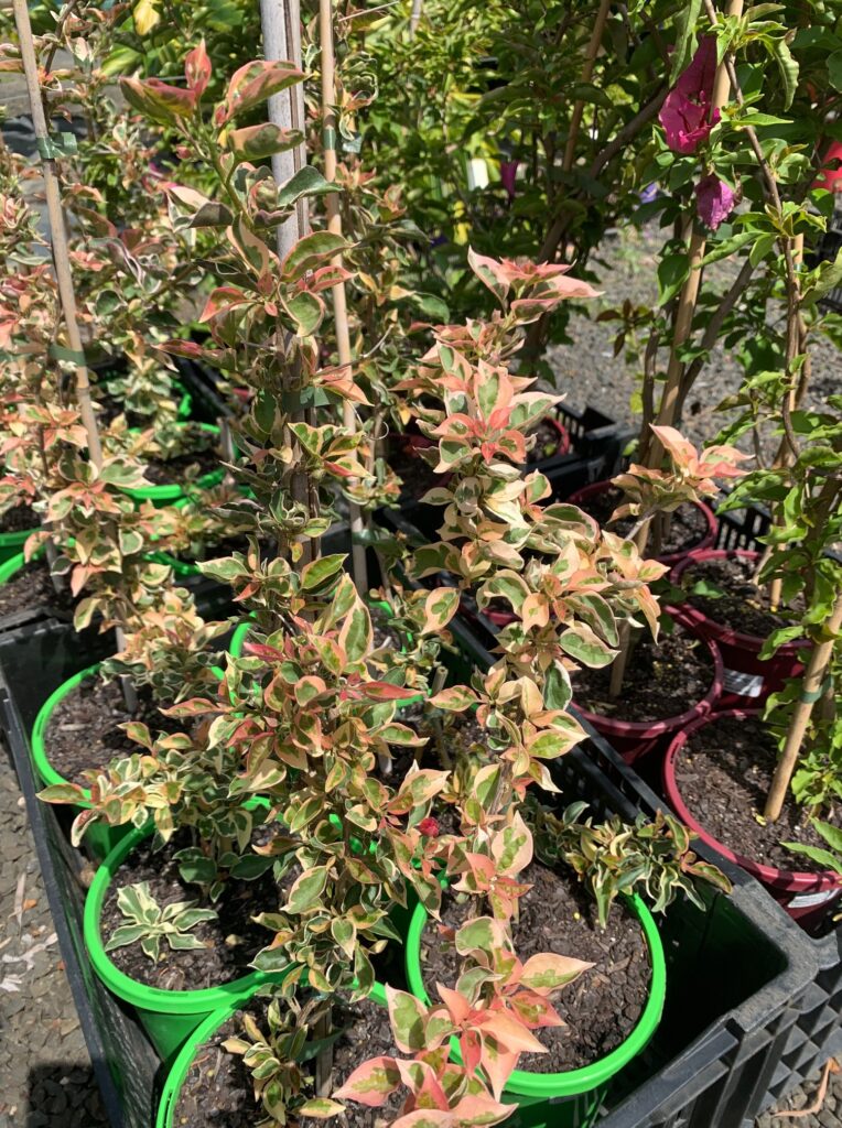 Lakeside Plants & Nursery