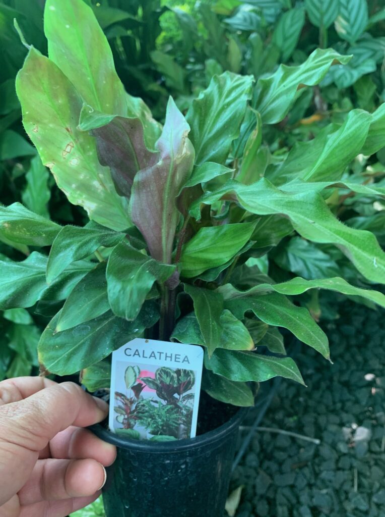 Lakeside Plants & Nursery