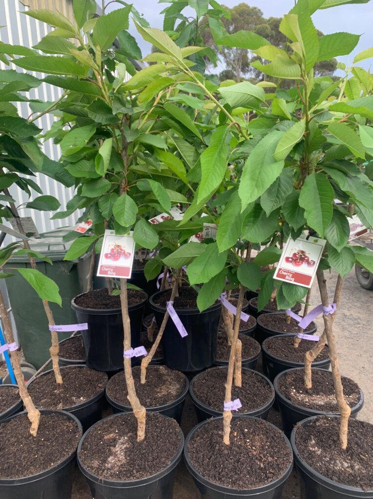 Lakeside Plants & Nursery