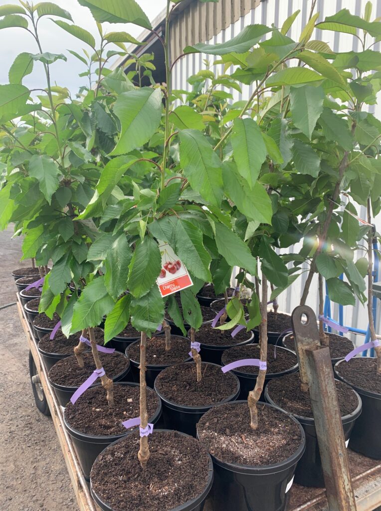 Lakeside Plants & Nursery