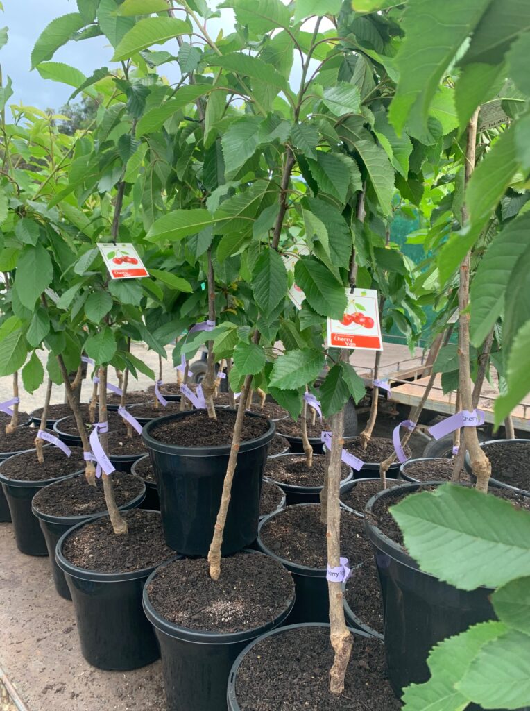 Lakeside Plants & Nursery