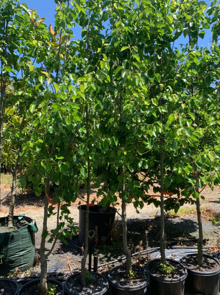 Lakeside Plants & Nursery