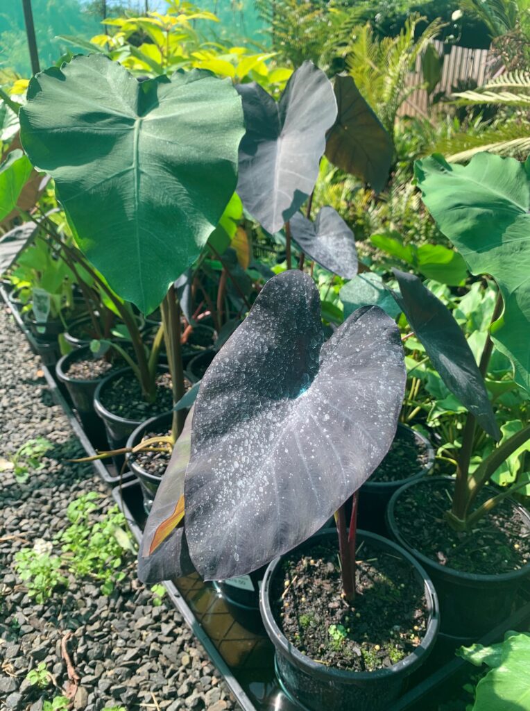 Lakeside Plants & Nursery