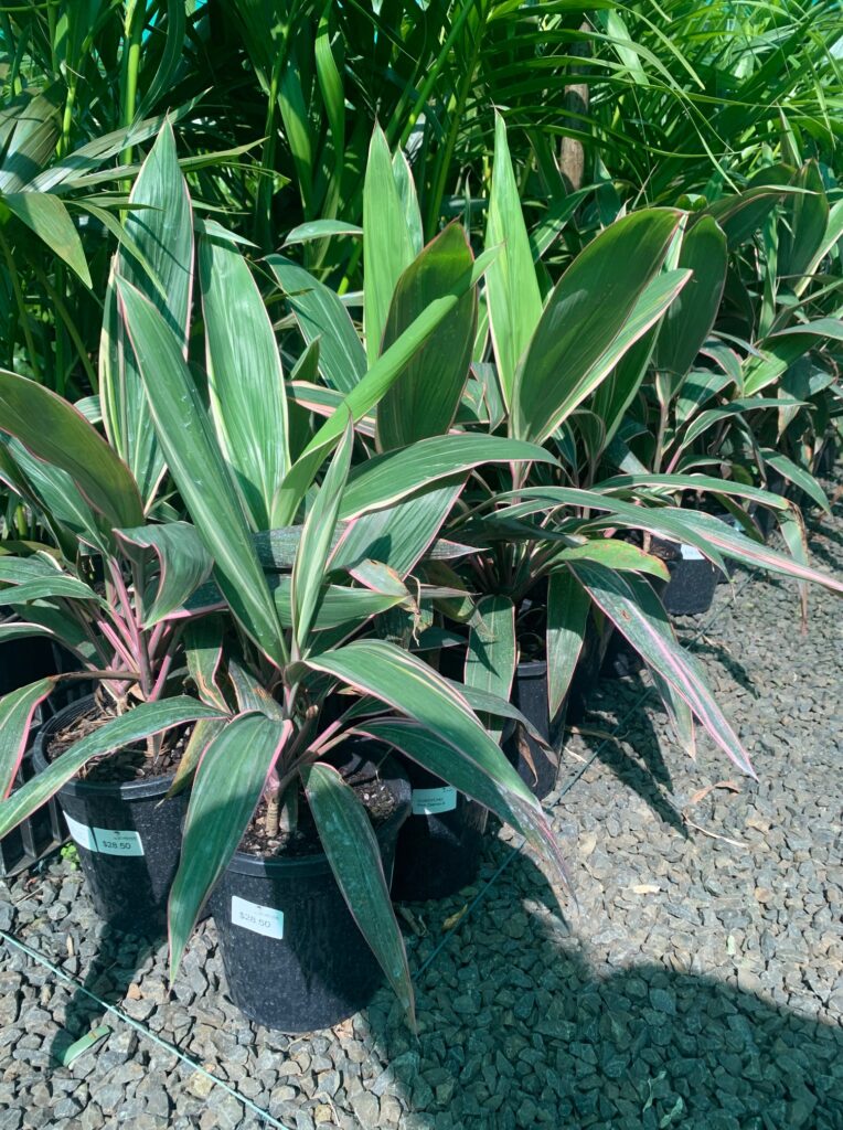 Lakeside Plants & Nursery