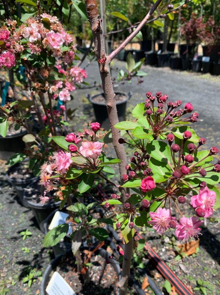 Lakeside Plants & Nursery