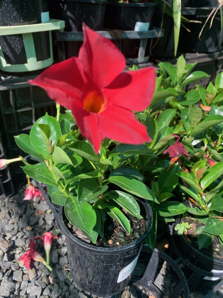 Lakeside Plants & Nursery