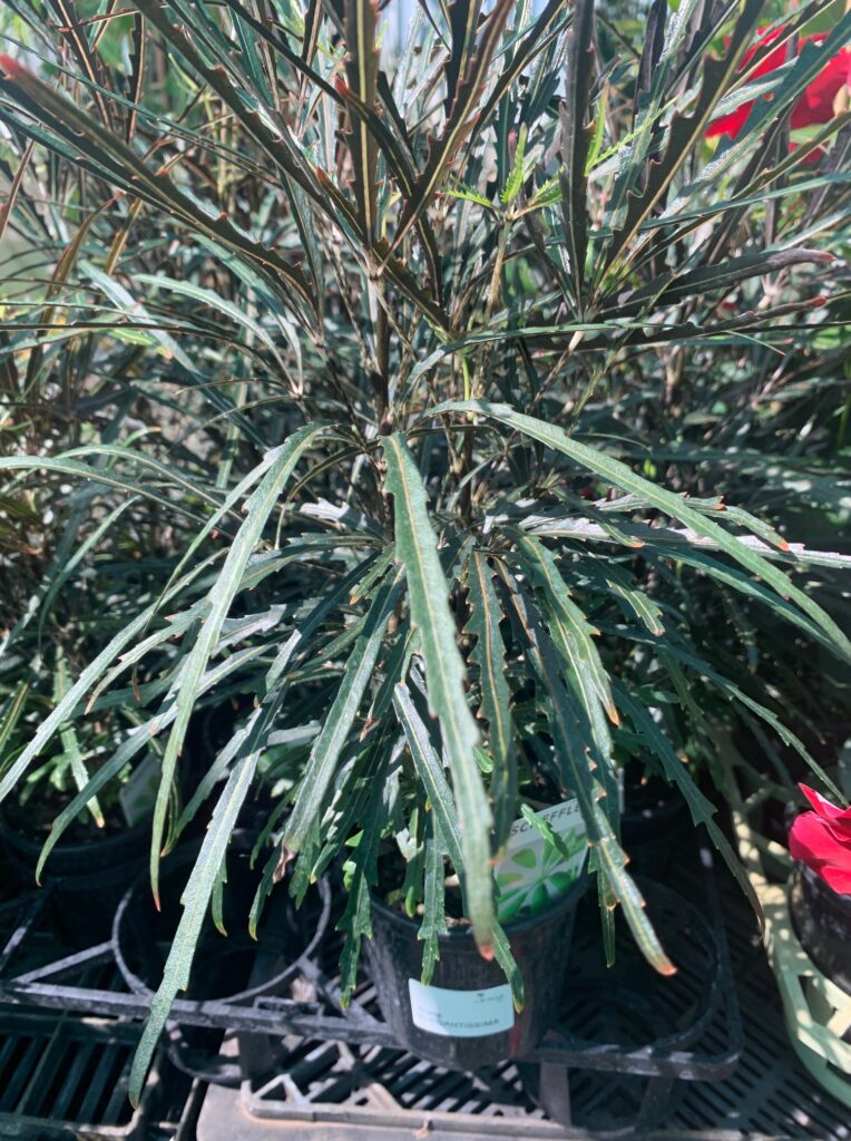 Lakeside Plants & Nursery