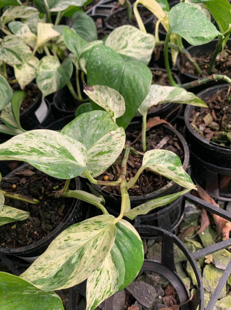 Lakeside Plants & Nursery