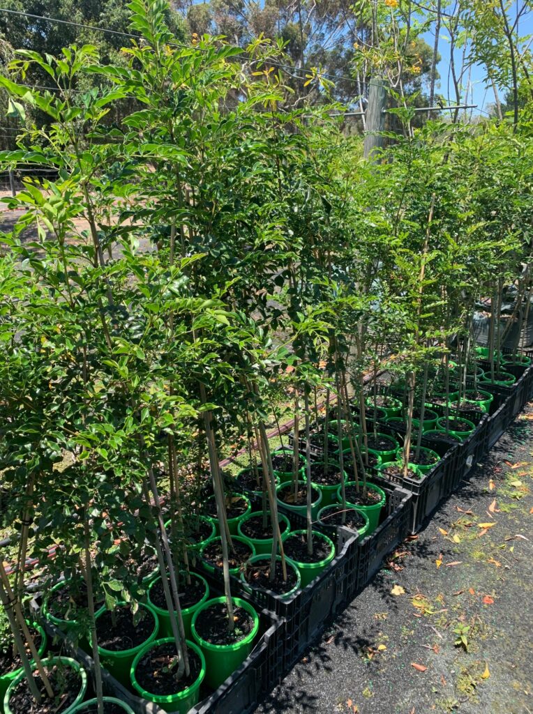 Lakeside Plants & Nursery