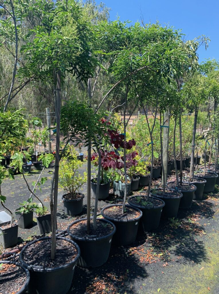 Lakeside Plants & Nursery