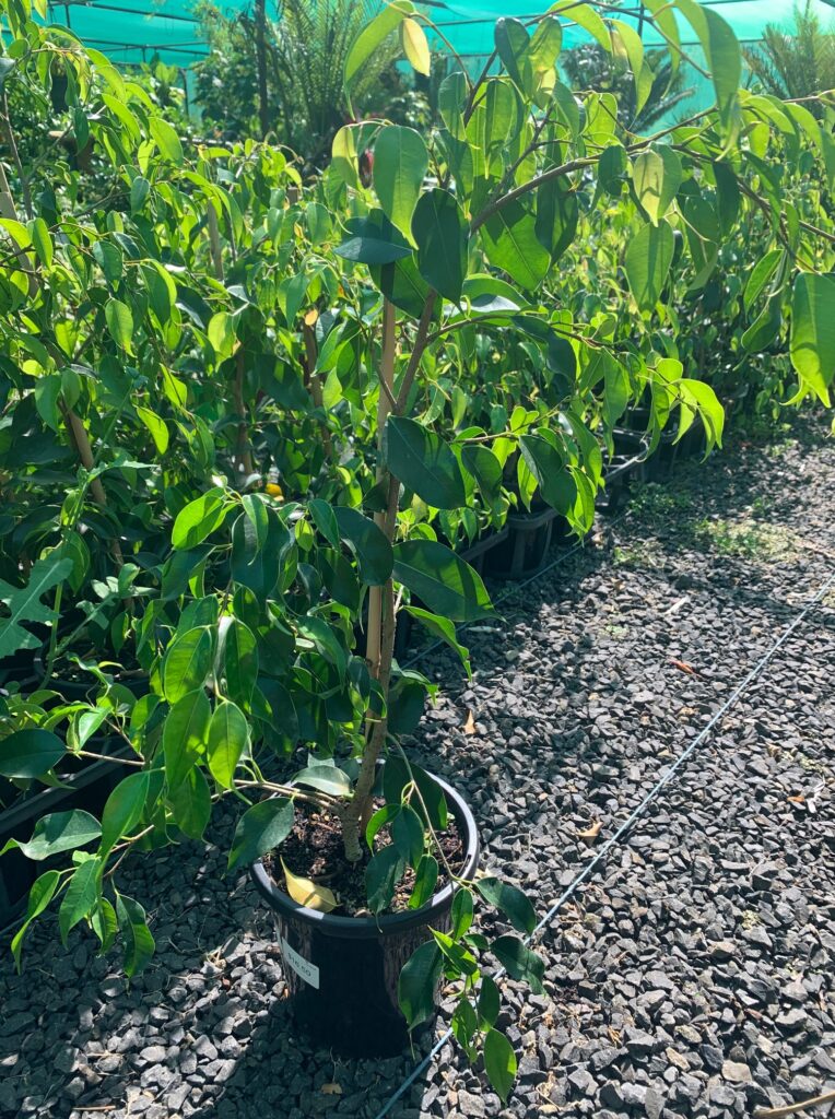 Lakeside Plants & Nursery