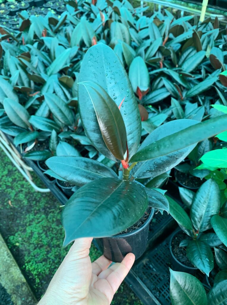 Lakeside Plants & Nursery