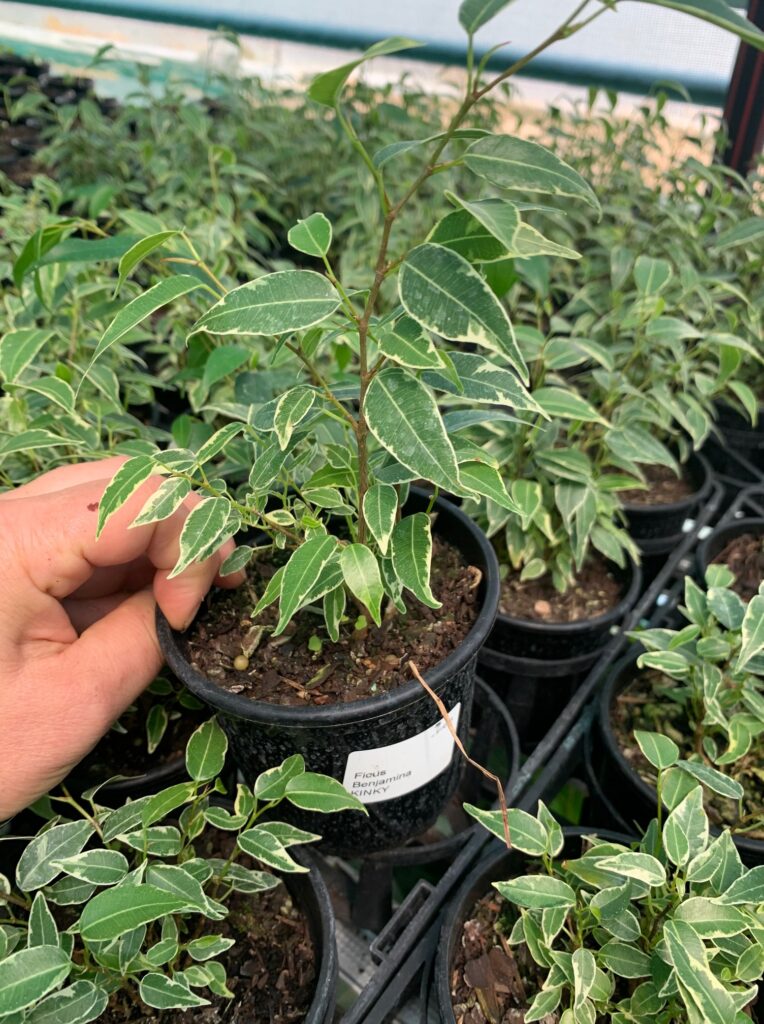 Lakeside Plants & Nursery